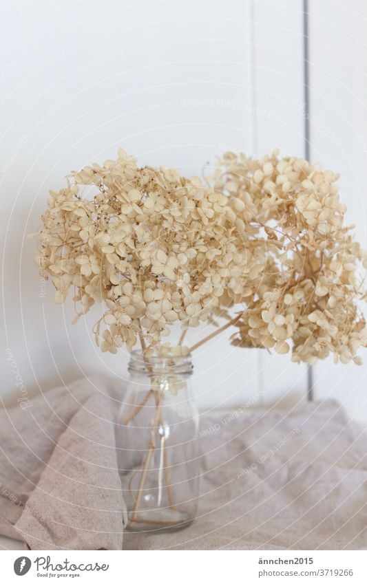 Helle getrocknete Hortensien in einer Glasvase Garten Blüte Blume Sommer Pflanze Detailaufnahme Farbfoto weiß Getrocknet Trockenblume Dekoration & Verzierung