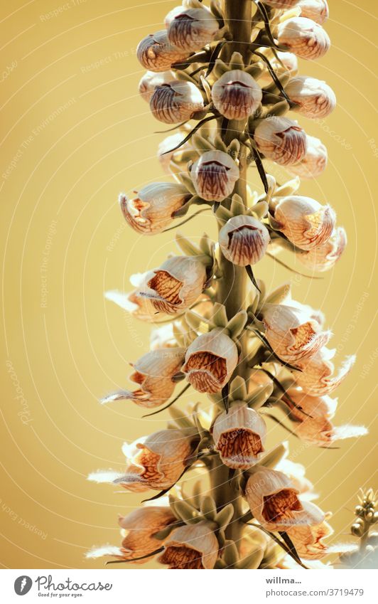lebenszeichen Blume rostfarbiger Fingerhut Gigantea Digitalis ferruginea Gelber Herold Rostiger Fingerhut Staude rosettenartig giftig immergrün Kapselfrucht
