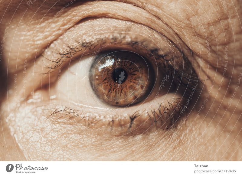 Makro-Auge der Seniorin . Vorderansicht knittern Menschen Frau alt Lebensalter gealtert Alterung Kosmetik Blickfang Wimpern Augenlicht horizontal Linien