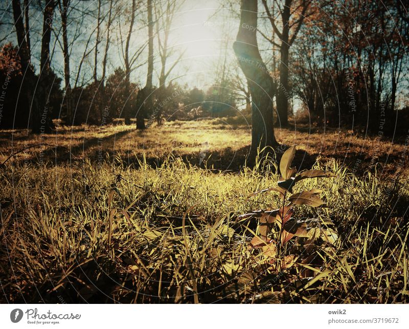 Offener Wald Lichtung Herbst Sonne Gegenlicht leuchtend strahlend Sonnenlicht lichtdurchflutet Bäume Sträucher Waldboden Idylle Unterholz Dickicht Wärme Holz