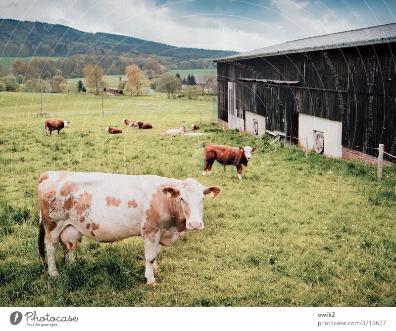 Trägen Blickes Kuh stehen grasen warten Blickkontakt schauen beobachten Wiese Koppel Hügel Sonnenlicht Außenaufnahme Farbfoto Natur 2 Tiere Nutztier