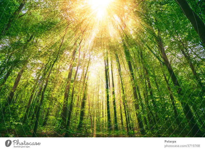 Sonnenstrahlen, die durch hohe grüne Bäume scheinen frisch Buchse Frühling natürlich Sonnenschein malerisch sonnig Licht hell Landschaft im Freien Ast Saison