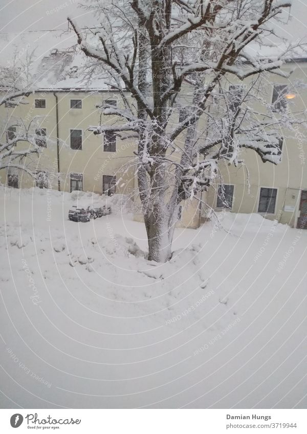 Winter im Kloster Weyarn Außenaufnahme Schnee Architektur Bauwerk Menschenleer Gebäude Tag Baum