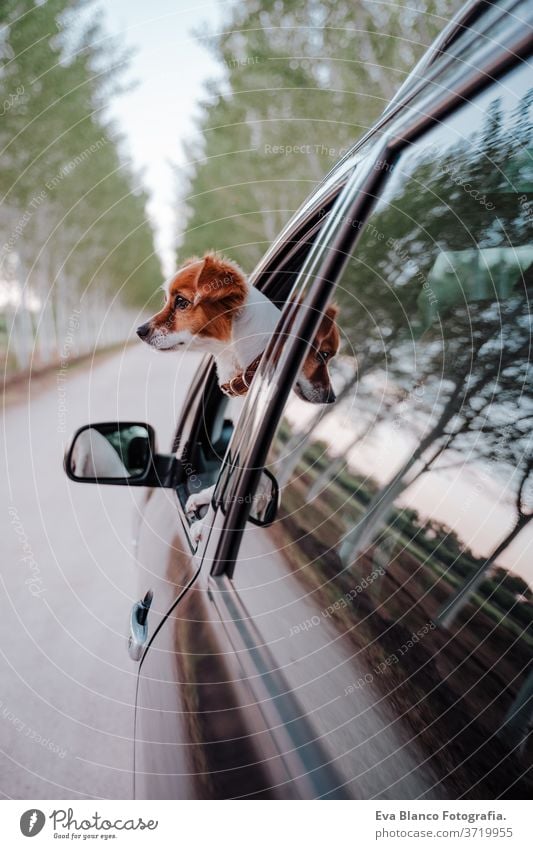 süßer kleiner Jack-Russell-Hund in einem Auto, der am Fenster beobachtet. Bereit zu reisen. Konzept des Reisens mit Haustieren PKW im Freien Spaß Laufwerk