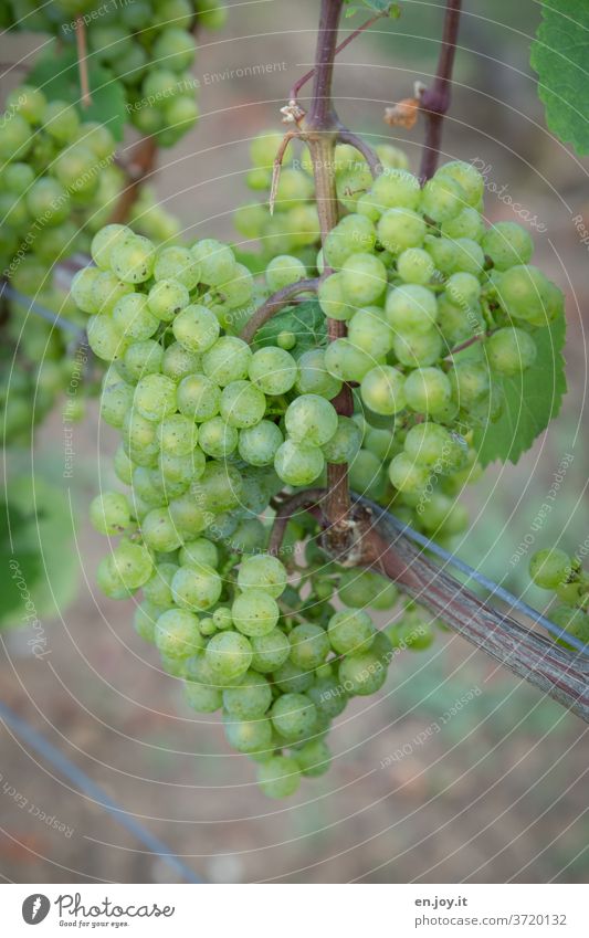 grüne Trauben am Rebstock Wein Weintrauben Wachs lesen Weinlese Weinbau Pflanze ökologisch Biologische Landwirtschaft Ackerbau Nutzpflanze Außenaufnahme