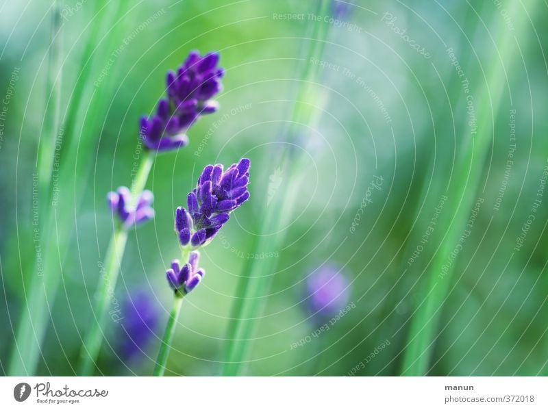 lavendel Natur Sommer Pflanze Sträucher Blüte Lavendel Duft natürlich violett Farbfoto Außenaufnahme Menschenleer Textfreiraum rechts Kontrast