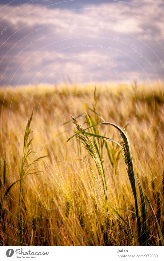 sommer. Getreide Landschaft Pflanze Himmel Wolken Sommer Wärme Gras Nutzpflanze Feld Warmherzigkeit Wachstum Getreidefeld Kornfeld heiß Textfreiraum oben Tag