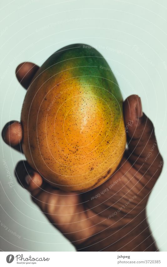 Mann hält Mango Schwarzer Mann Frucht schwarz karibisch Karibik