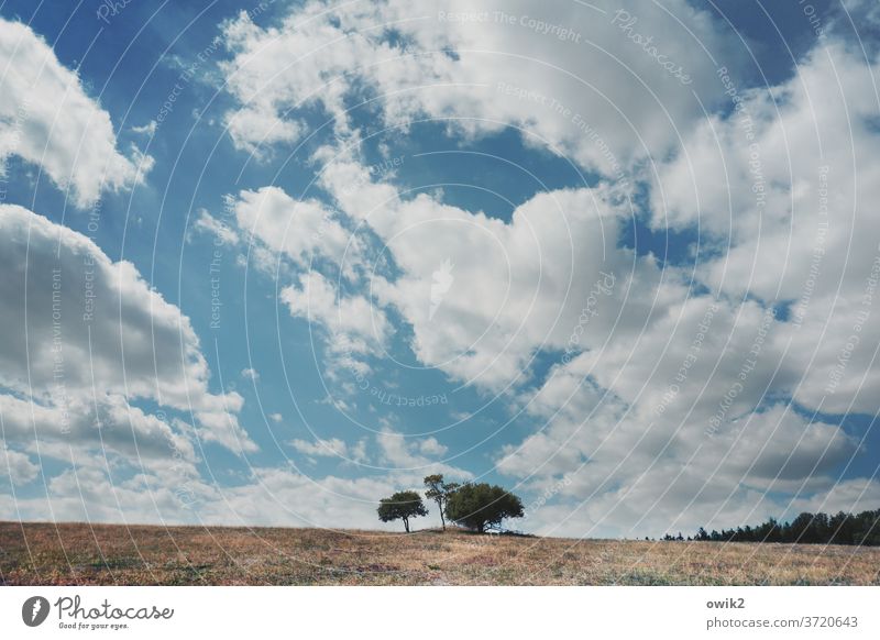 Sonderlinge Umwelt Schönes Wetter Menschenleer Wachstum Ackerbau Sommer Außenaufnahme Farbfoto blau Landschaft Natur Landwirtschaft Wolken einsam Feld Himmel