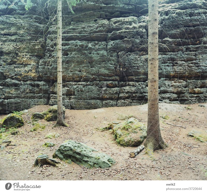 Mit dem Rücken zur Wand Elbsandsteingebirge Ostdeutschland Sächsische Schweiz Sachsen Idylle friedlich Nationalpark ruhig Pflanze bewachsen wildromantisch