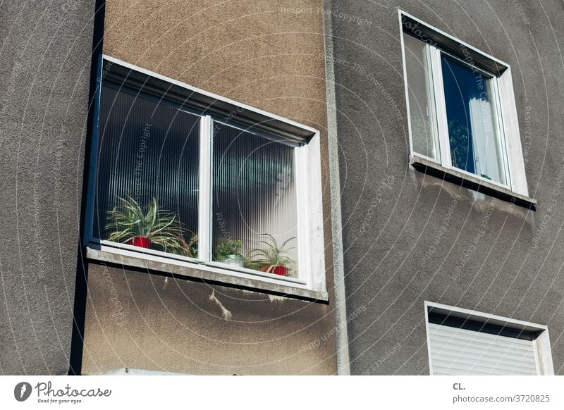 wohnen im grauen Fenster Pflanze Dekoration & Verzierung trist Stadt Fassade Haus Menschenleer