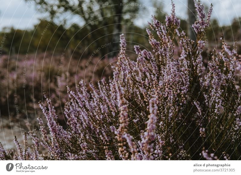 Wildheide am Spätsommertag landwirtschaftliche Fläche Tierwelt Buchse Nahaufnahme Blumenmuster Frankreich Garten Gras grüne Farbe Heidekraut horizontal blühend