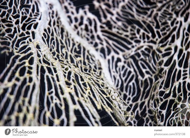 Netzwerk Ferien & Urlaub & Reisen Tourismus Strand Meer Pflanze Tier Korallen Nordsee Meerestier Kommunizieren außergewöhnlich schön schwarz weiß chaotisch