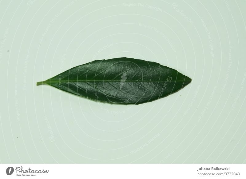 Blatt auf grauem Grund grün Pflanze Makroaufnahme tropisch Grünpflanze Natur Nahaufnahme Design Studioaufnahme Platz für Text Dekoration & Verzierung Blume