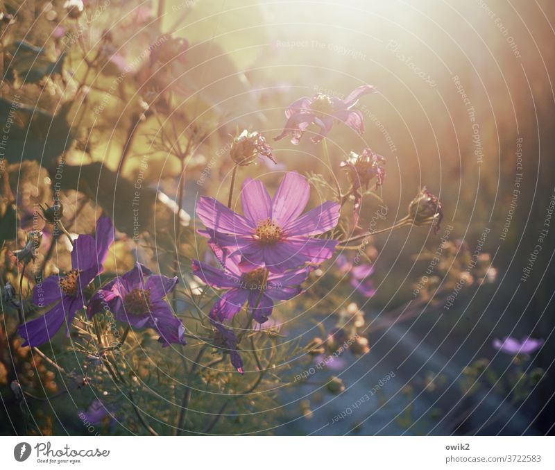 Späte Blüte Cosmea Blüten Leichtigkeit Blume blühend Landschaft Sträucher natürlich Gartenblume Tageslicht Abendstimmung leuchtend geheimnisvoll Wachstum