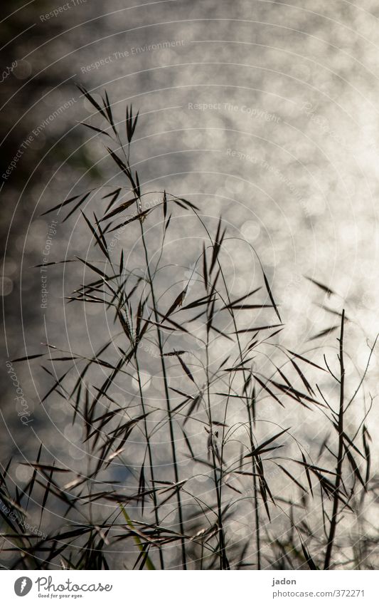 grafisch | mit gräsern Kunst Pflanze Sonnenlicht Schönes Wetter Gras Grünpflanze heiß Inspiration Stimmung Linie Punkt Grafik u. Illustration Wasser Experiment
