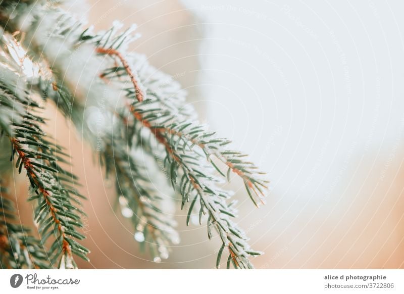 Schnee auf einem freien Baumast abstrakt Hintergründe Branche - Anlagenteil hell Feier Weihnachten Nahaufnahme kalte Temperatur Nadelbaum Textfreiraum