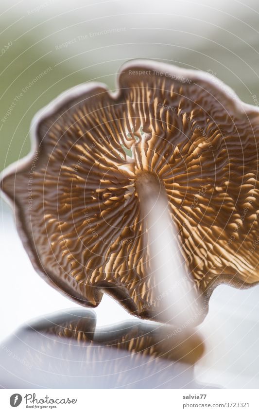 Vorfreude | auf die Pilzsaison Natur Pflanze Herbst Lamellen Schwache Tiefenschärfe Nahaufnahme Pilzhut Speisepilze pilze sammeln