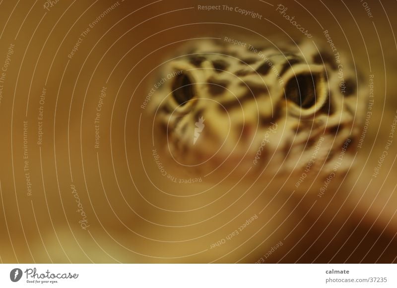 .:Leopardengekko:. #5 Reptil Echsen Gekko Terarium Sand Auge