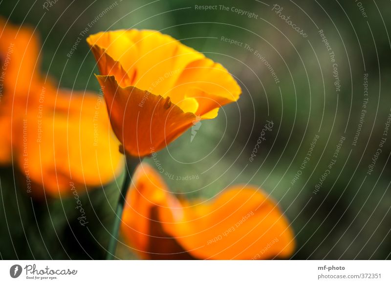 California Poppy Natur Pflanze Sommer Mohnblüte Klatschmohn grün orange Farbfoto Menschenleer