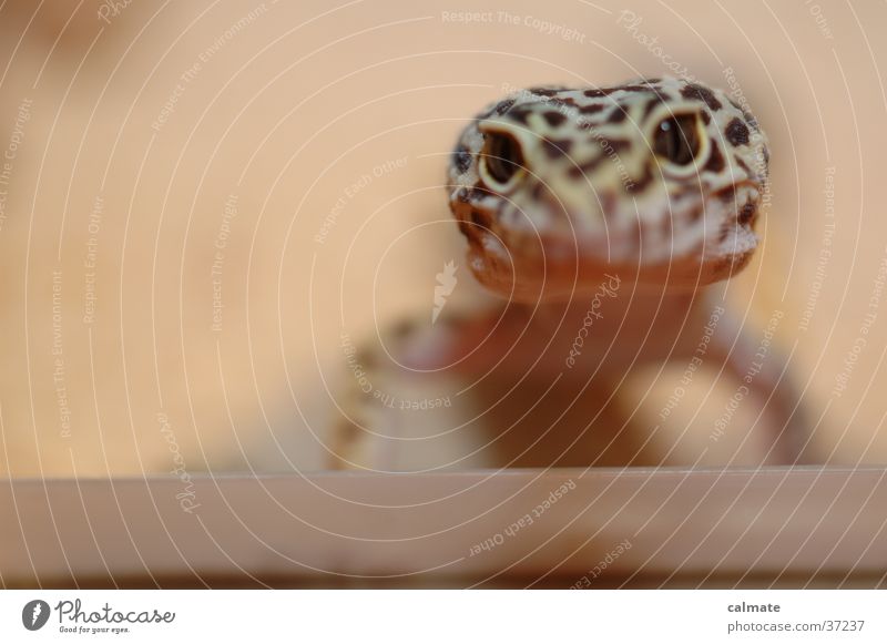 .:Leopardengekko:. #4 Reptil Echsen Gekko Terarium Sand Auge