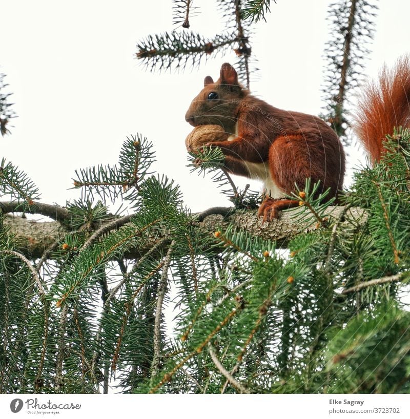 Eichhörnchen knackt die Nuss Wildtier Tier Natur Farbfoto Menschenleer Außenaufnahme Tag Tierporträt natürlich