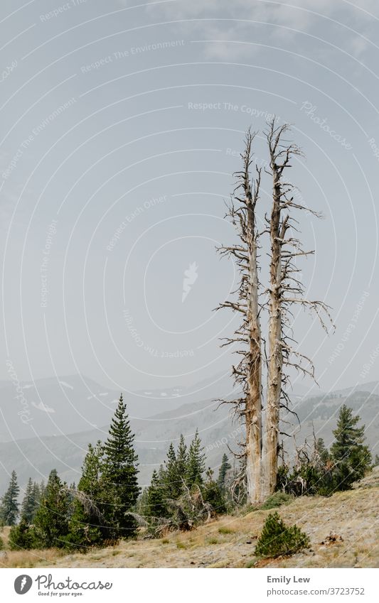 Toter Baum im Lake Tahoe Pfad Wald Hügel Himmel im Freien Natur friedlich Landschaft blau grün wandern Nachlauf Abenteuer erkunden Fernweh