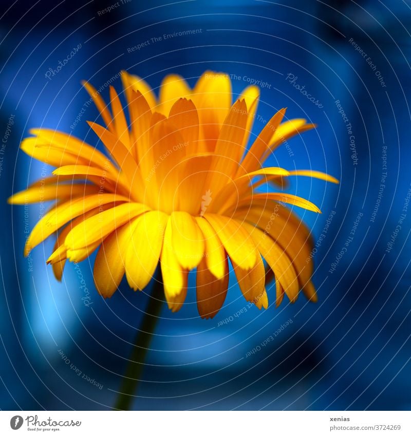 Strahlend gelbe Ringelblume vor leuchtendem Blau blau Blüte Blume Pflanze orange Sommer Natur Blühend Calendula Heilpflanzen Makroaufnahme Nahaufnahme