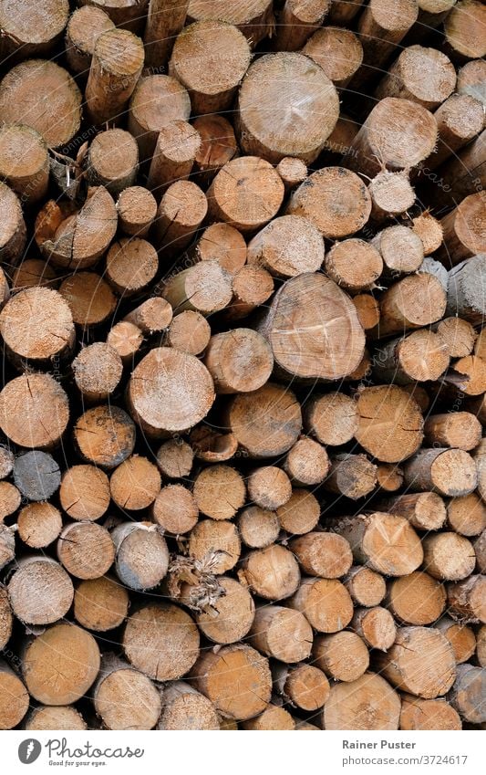Gestapelte Baumstämme in einem Wald Hintergrund Rinde braun geschnitten Feuer Brennholz Forstwirtschaft Totholz Abholzung protokolliert Holz natürlich Natur