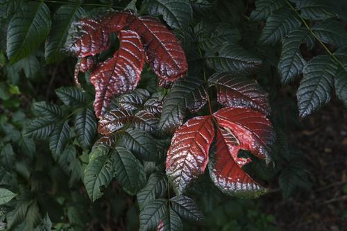 Silber und rot gefärbte grüne Blätter als minimalistisch Landart Öandart farbe lack lackierte Natur Blatt Detail Nahaufnahme Herbst natürlich Hintergrund frisch