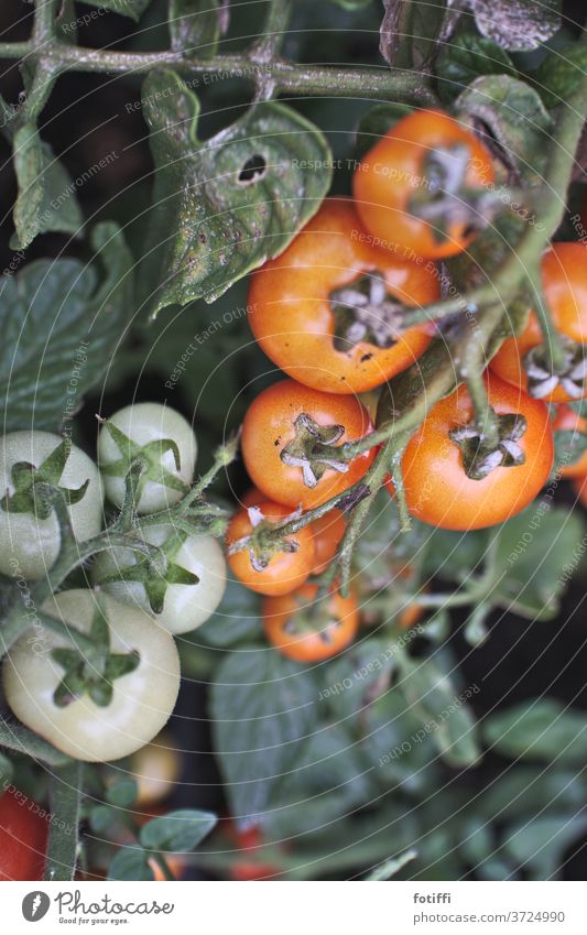 komm, wir pflücken tomaten Tomate Strauchtomate Garten Lebensmittel Gemüse Bioprodukte Vegetarische Ernährung lecker rot Gesundheit Außenaufnahme Menschenleer