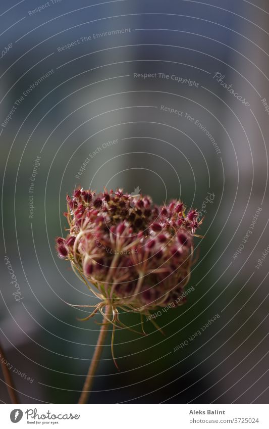 Wilde Möhre mit unscharfem Hintergrund Wildpflanze Außenaufnahme Schwache Tiefenschärfe Pflanze Nahaufnahme Natur Farbfoto Blüte Detailaufnahme schön
