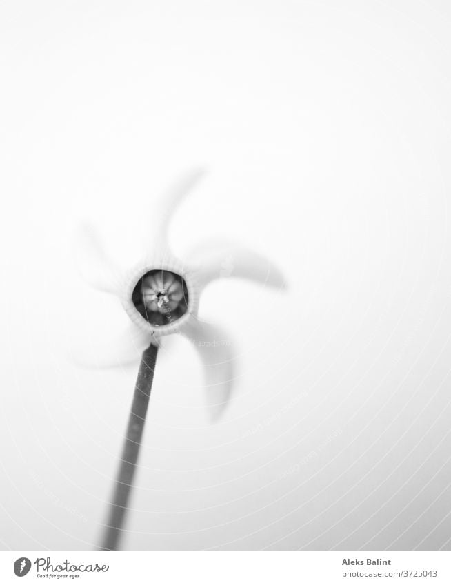 Weißes Alpenveilchen von vorne im Macromodus aufgenommen. Blüte Blume Natur Makroaufnahme Detailaufnahme Schwarzweiß Nahaufnahme Unschärfe Frühling Pflanze