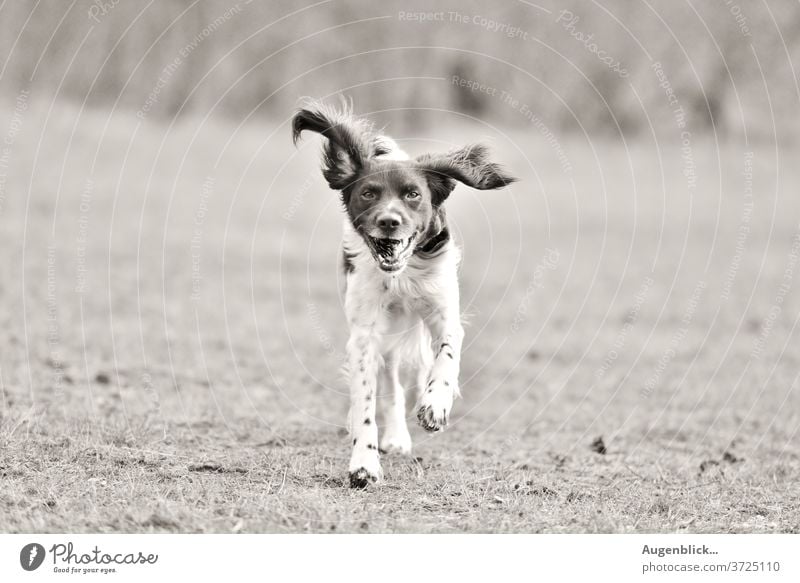 spielender Hund im Garten glücklicher Hund Gassi gehen Feld Spaziergang fliegende Ohren bester freund fell Haustier Tierporträt
