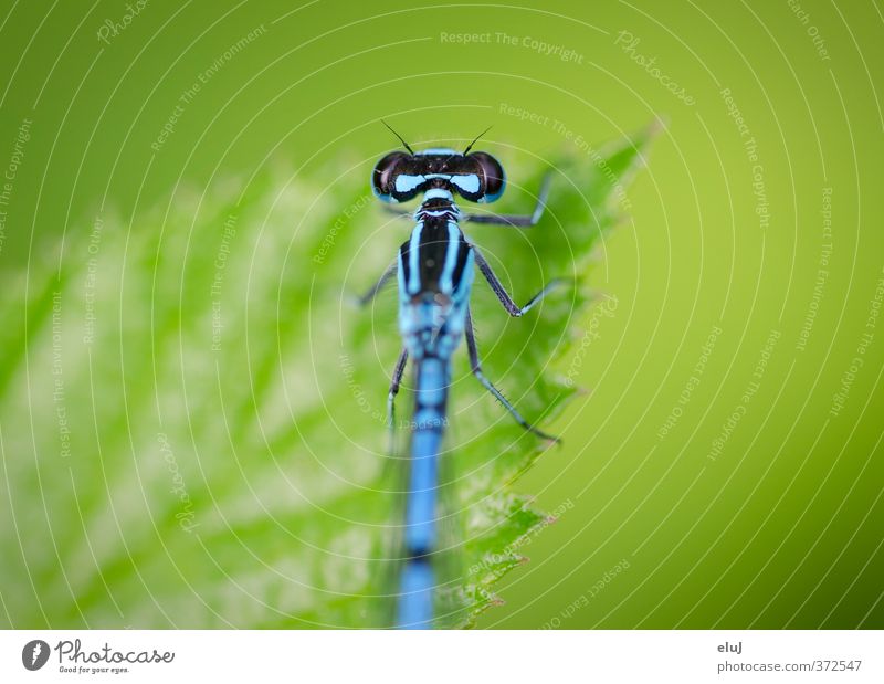 Bereit zum Durchstarten Natur Pflanze Tier Blatt 1 festhalten blau grün schwarz türkis Libelle hängen Farbfoto Außenaufnahme Nahaufnahme Makroaufnahme