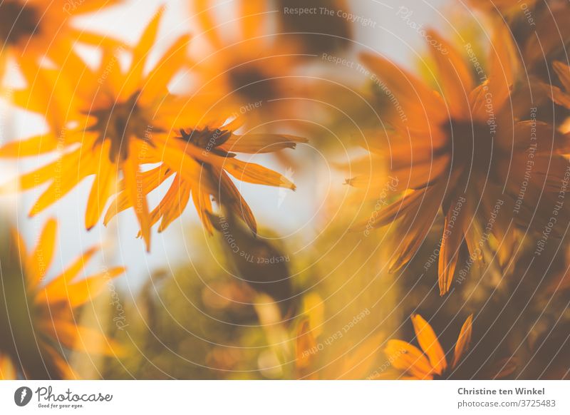 Gelber Sonnenhut / Rudbeckia aus der Froschperspektive gelber Sonnenhut Makroaufnahme Nahaufnahme verschwommen Blume Blüte Pflanze Natur Sommer Garten
