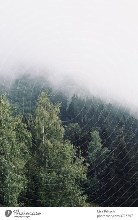 Wald - Nebel Bäume im See schön düster geheimnisvoll Natur Naturschutzgebiet Umwelt Freiheit erleben atmen