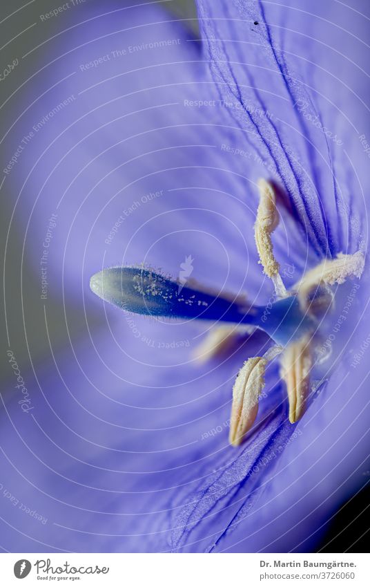 Platycodon grandiflorus, Chinesische Glockenblume, Ballonblume, Nahaufnahme Blume Überstrahlung campanulaceae krautig mehrjährig blau Luftballon doraji essbar