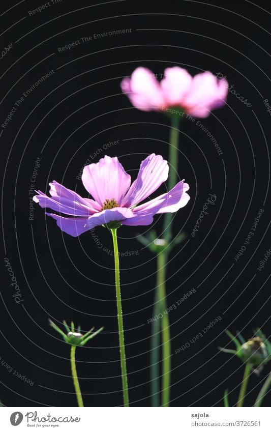 Schmuckkörbchen - Cosmea Blume Blüte Sommer Blühend Pflanze Farbfoto Natur Außenaufnahme Tag Sonnenlicht rosa lila dunkler Hintergrund schwarzer hintergrund