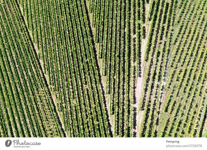 Weinberg von oben Plan Bild Luftaufnahme Dröhnen Drohnen-Bilder Vogelperspektive grün Weinbau Reben Ackerbau Fotografie abstrakt Hintergrund Form Struktur
