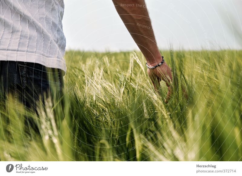 Fühlst du es... Arme Hand Frühling Sommer Getreide Feld berühren Erholung Liebe streichen träumen ästhetisch nah nachhaltig grün Glück Lebensfreude Leidenschaft