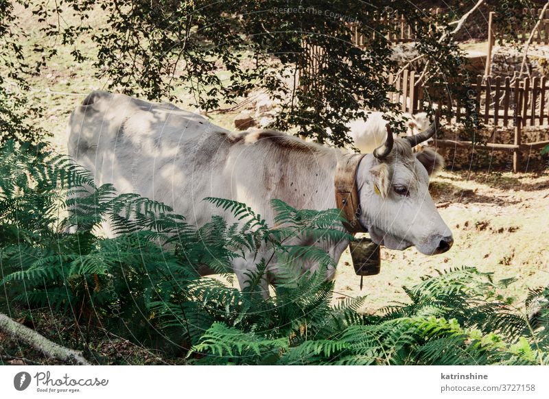 Podolische Kuh auf der Weide im Wald Podolische Kühe podolisch Bäume Wiese Sonnenaufgang züchten grau grün Gras Ackerbau Tier heimisch Italien Campania Rind
