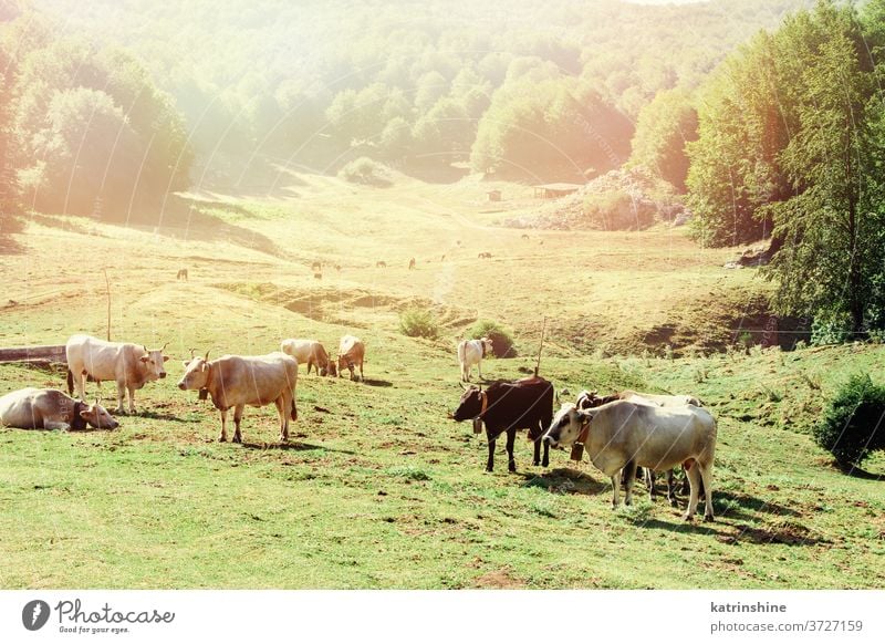 Podolische Kühe auf der Weide bei Sonnenaufgang Kuh podolisch Wiese züchten grau grün Gras Ackerbau Tier heimisch Italien Campania Rind Landschaft Bauernhof