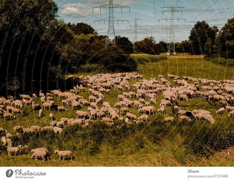 Schafe auf der Heide schafe heide tiere nutztiere wiese grün natur landschaft bayern himmel strommasten schafwolle schlachtvieh Aussenaufnahmen Herde Tiergruppe