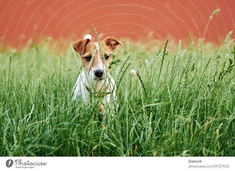 Hund auf der Wiese an einem Sommertag. Jack Russel Terrier-Welpe schaut in die Kamera Porträt niedlich Glück Haustier bezaubernd braun Gesicht züchten heimisch