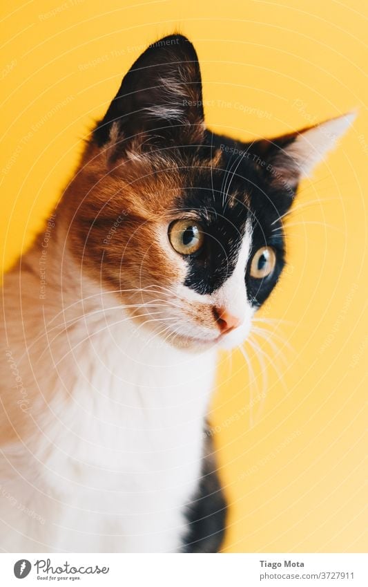 Katze, die auf gelbem Hintergrund nach oben schaut Katzen Haustier Haustiere Tier Tiere Tierwelt Gelbstich gelber Hintergrund
