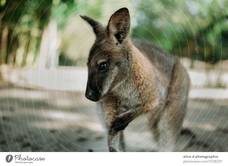 neugieriges Wallaby, das in die Kamera schaut Känguruh Tier Australien Wildtier Tierporträt Ferien & Urlaub & Reisen Natur niedlich Umwelt Zoo Australier