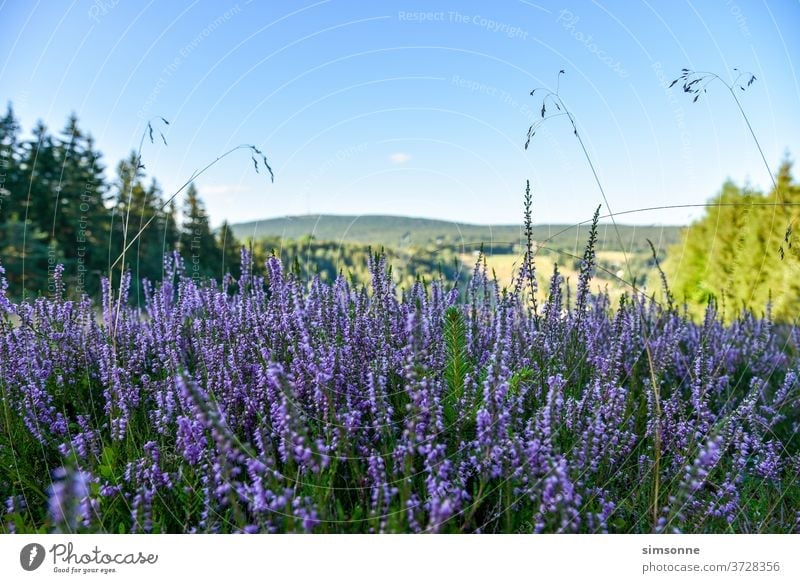 Sommerheide im Spätsommer in den Bergen lila wald berge mittelgebirge natur gräser vordergrund Fichtelgebirge bayern blauer himmel wetter hintergrund