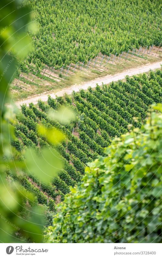 auf der Suche nach der Wahrheit Wein Pflanze Weinbau Weinberg Winzer Landwirtschaft Weintrauben besonnt hellgrün lichtvoll Lebensfreude Frucht Lebensmittel
