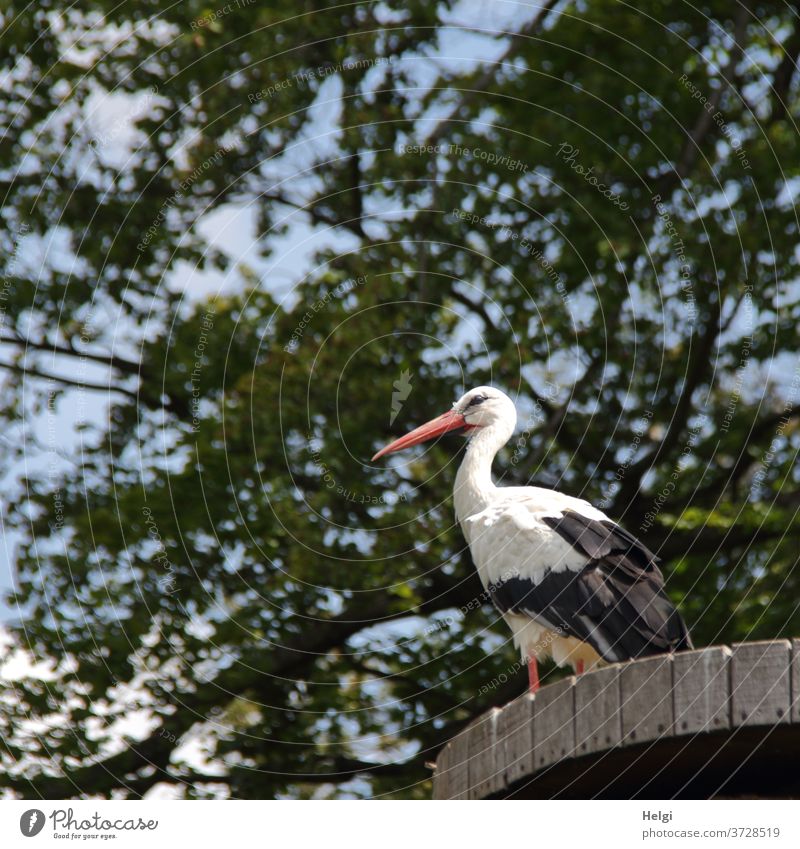 Ausschau halten  - ein Storch steht auf einer Holzplattform unter Bäumen und hält Ausschau Vogel Zugvogel Weißstorch Himmel Froschperspektive stehen schauen